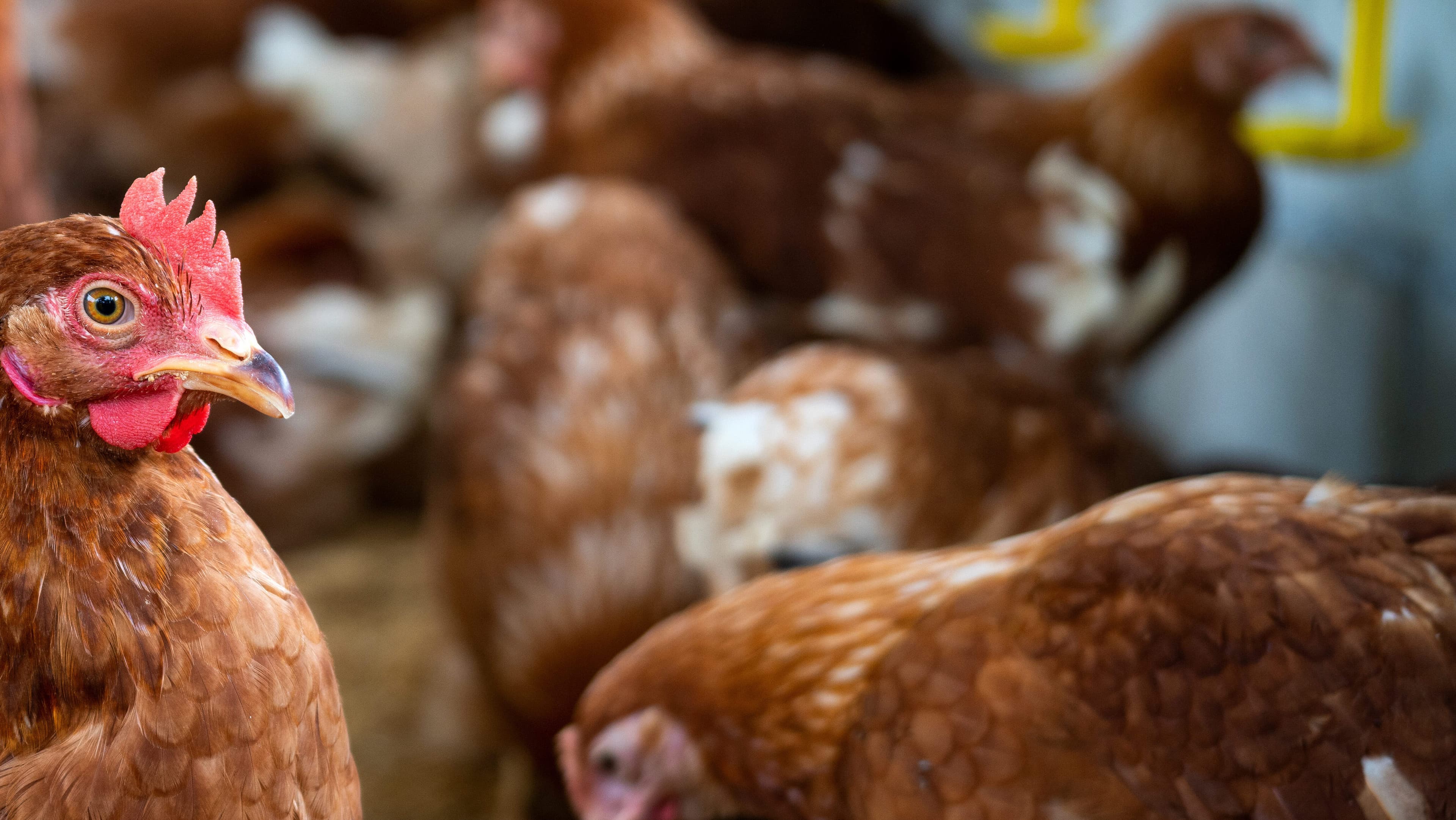 Brown chickens, hens in farm.