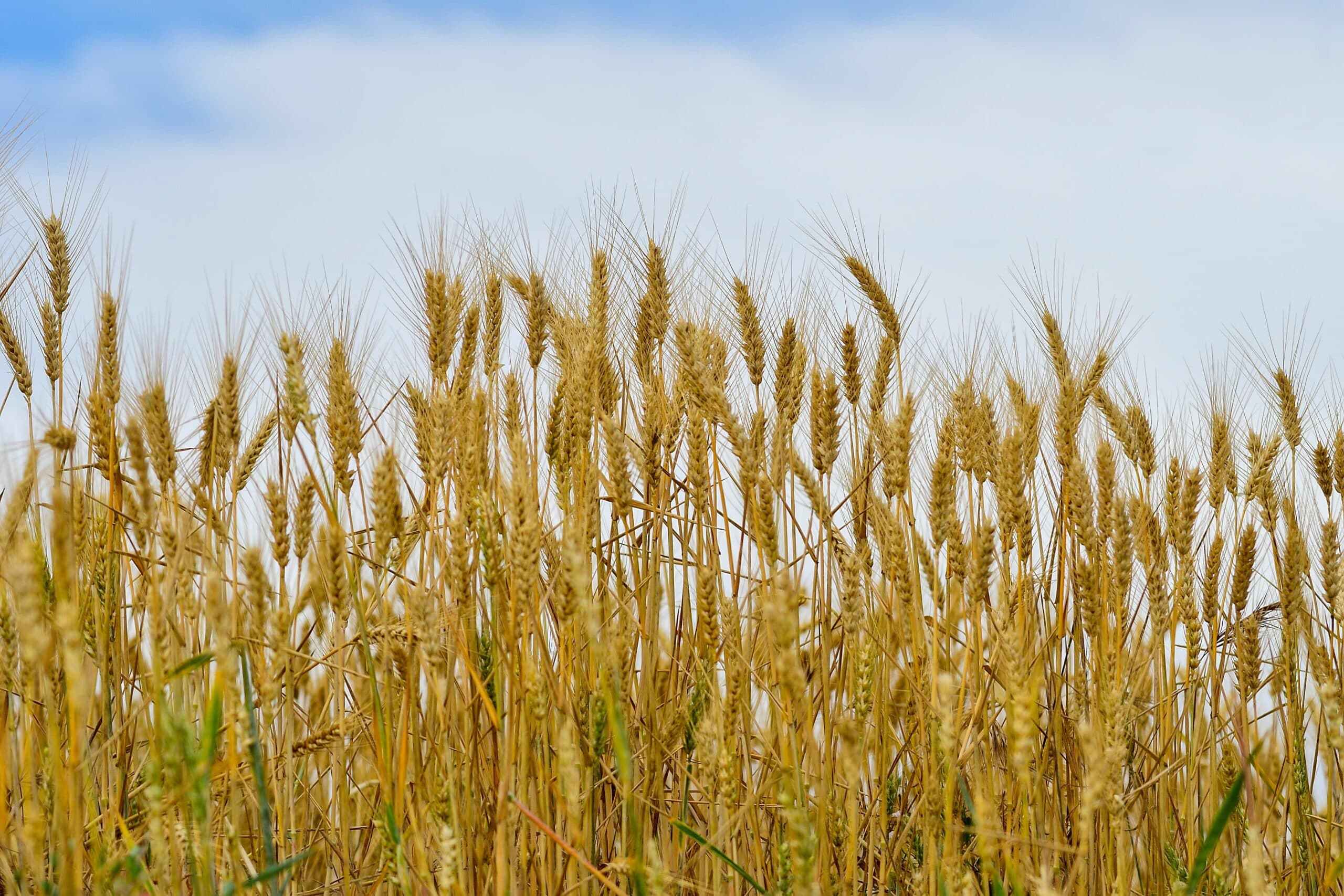 ripe-cereal-fields