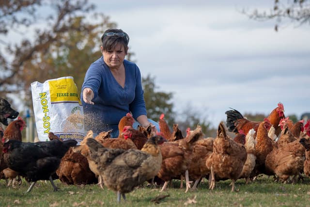 Organic Livestock Production