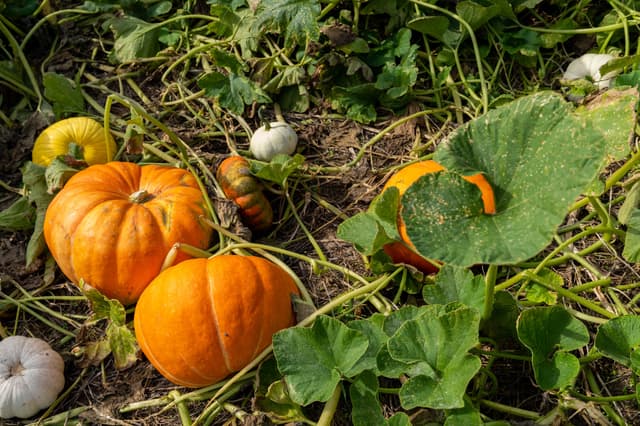 Pest, Weed, and Disease Management
