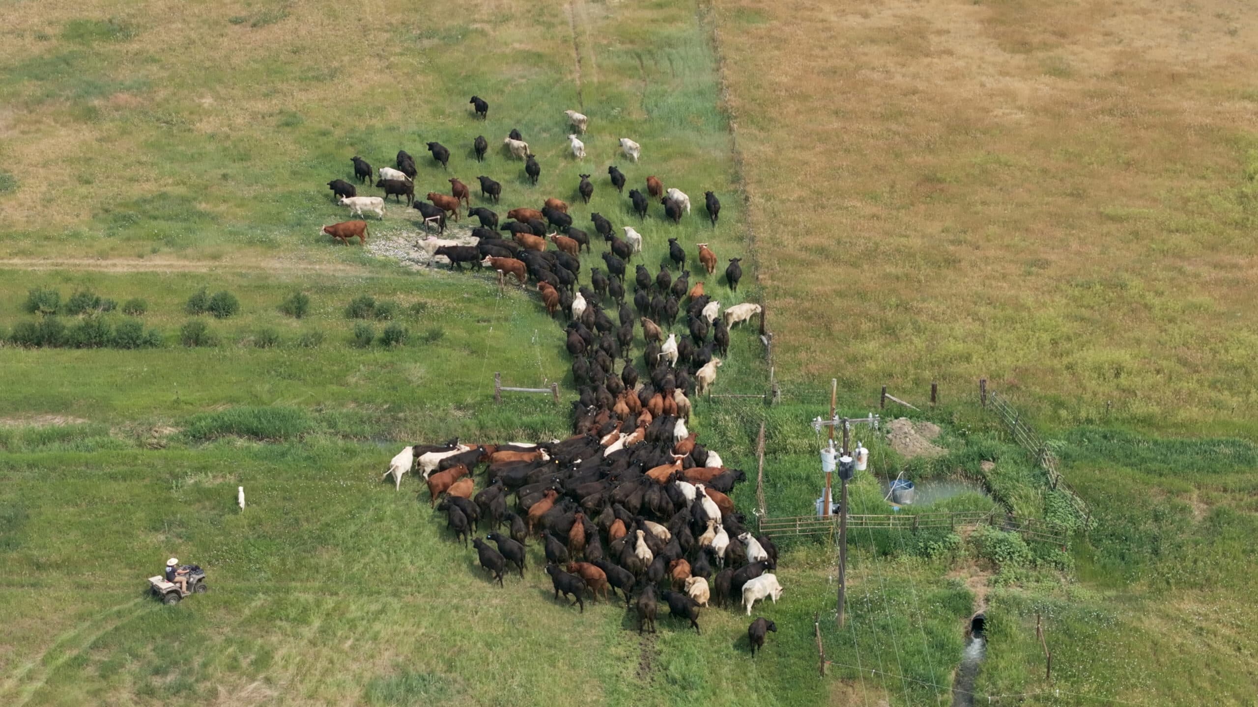 Cattle