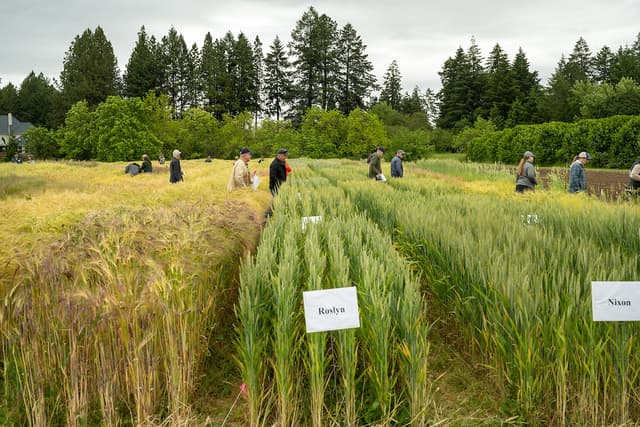 Organic Research