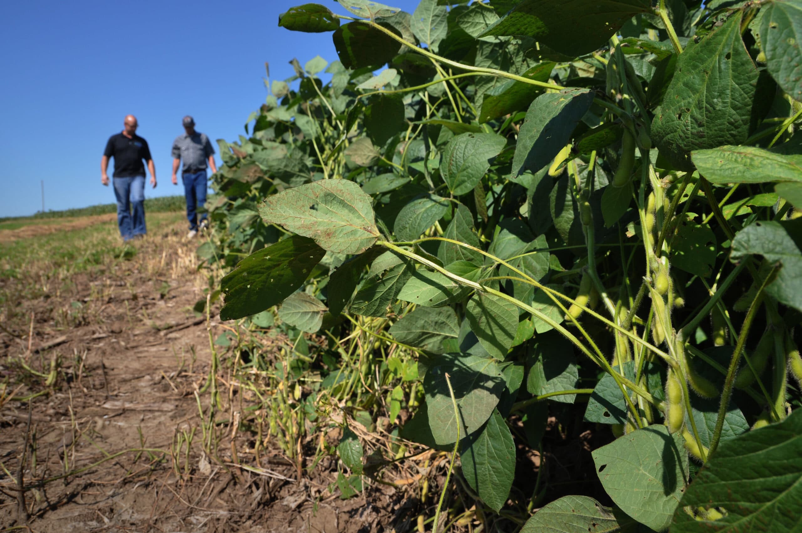 Dan Paulsen (NRCS) and Roger, soy beans, Roger, Lansink Organic Farms, Odebolt, IA