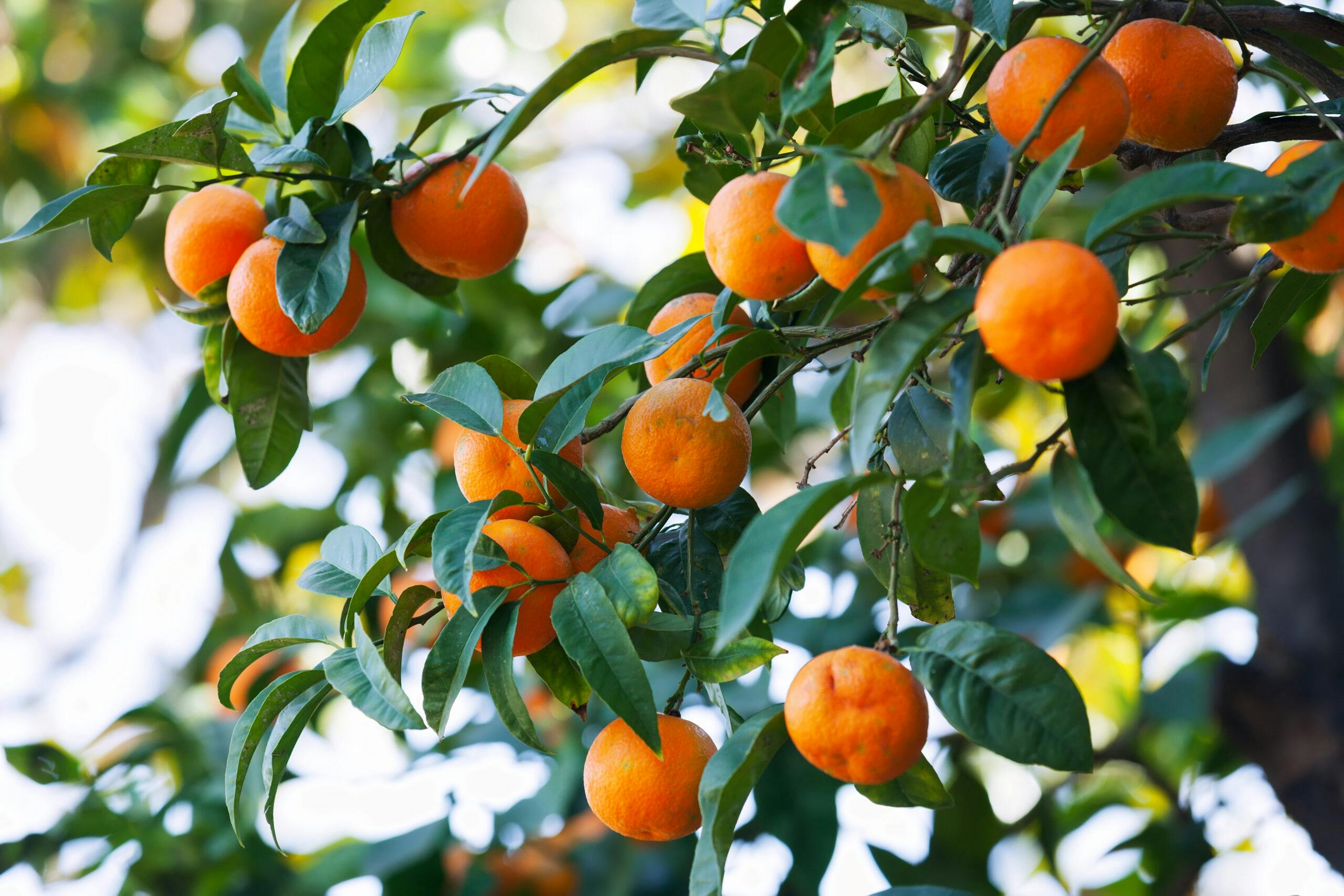 citrus tree in orchard