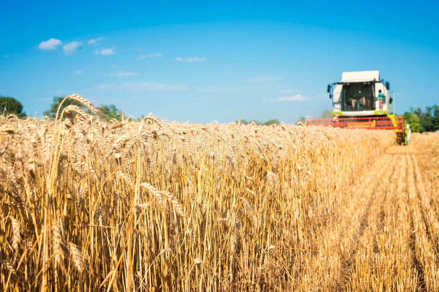 combine-harvester-working-wheat-field