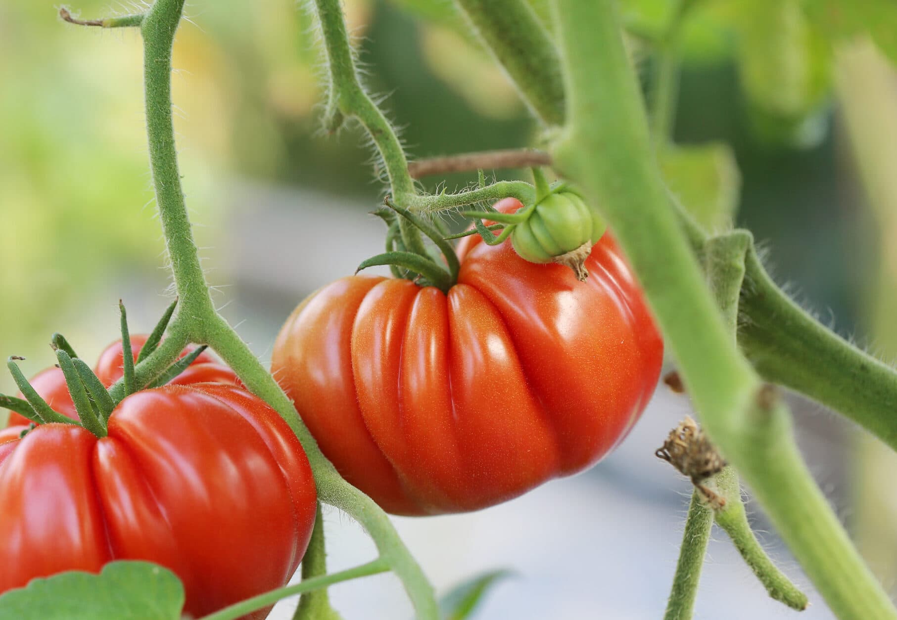 Red tomatoes on a branch