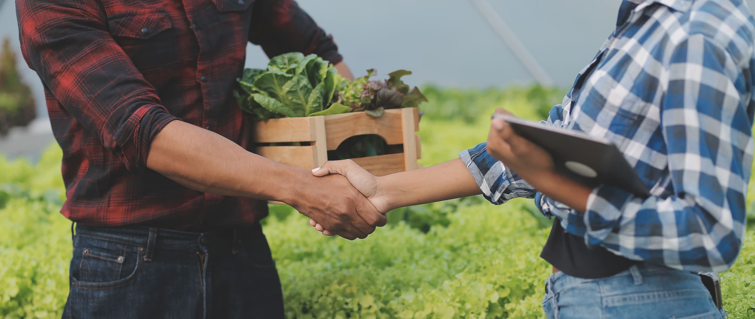 organic-farm-worker-testing-collect-environment-data-from-bok-choy-organic-vegetable-greenhouse-farm-garden