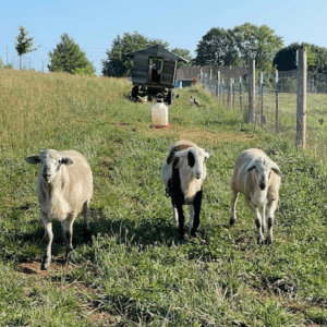 Sheeprs-Creepers-300×300